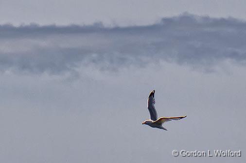 Gull In Flight_12521.jpg - Photographed from Chaffeys Locks, Ontario, Canada.